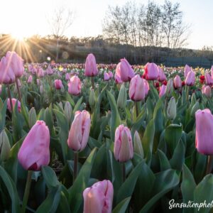 tulipani-donazione-il-giardino-di-lu