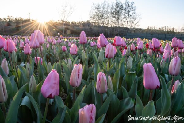 tulipani-donazione-il-giardino-di-lu